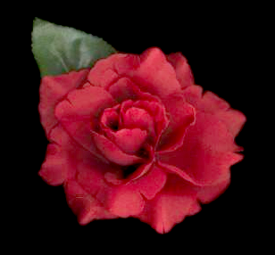 Rose Hairpin